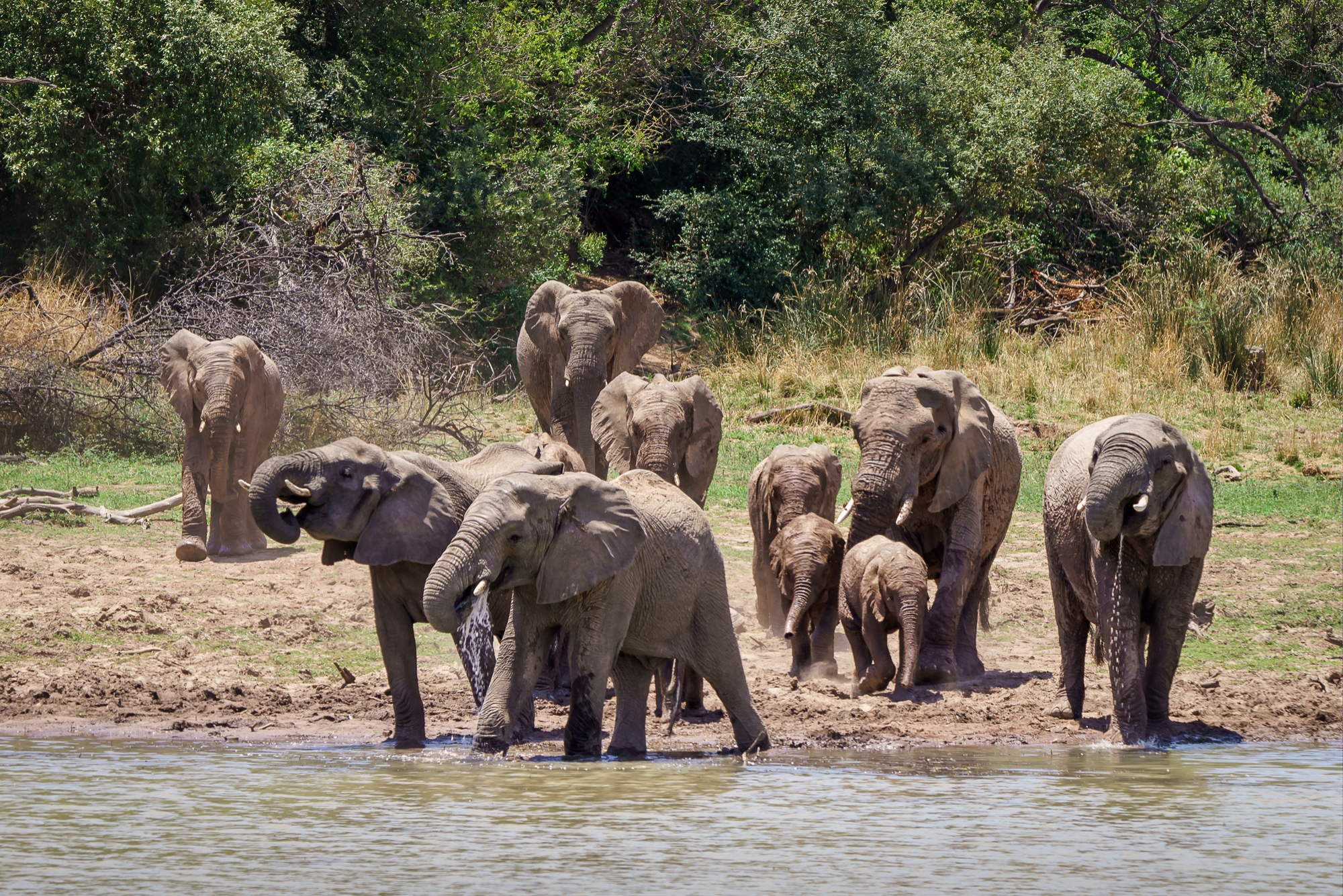 Gorilla Trekking Adventures in Uganda