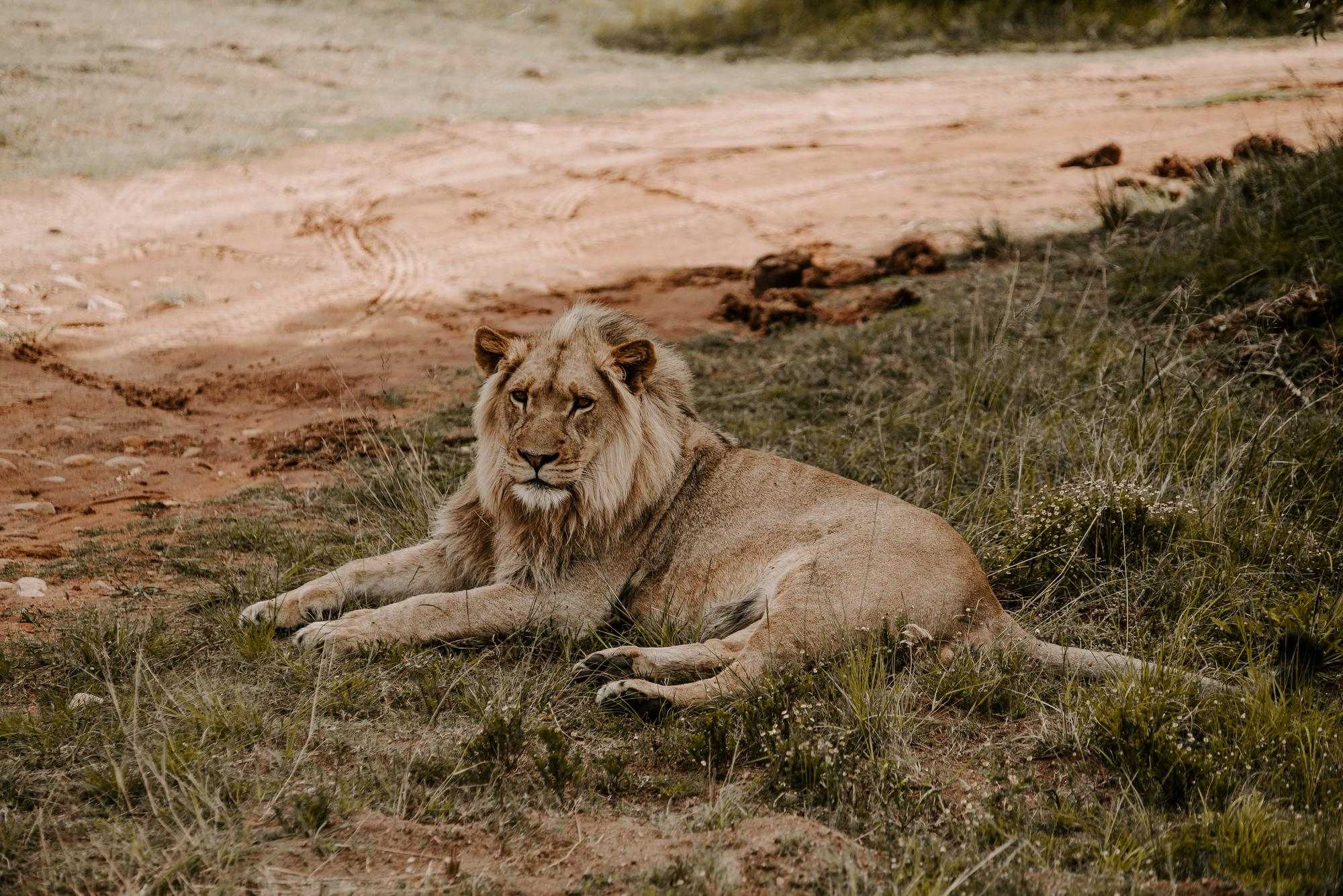 Top 5 Reasons to Visit Kenya for Safari