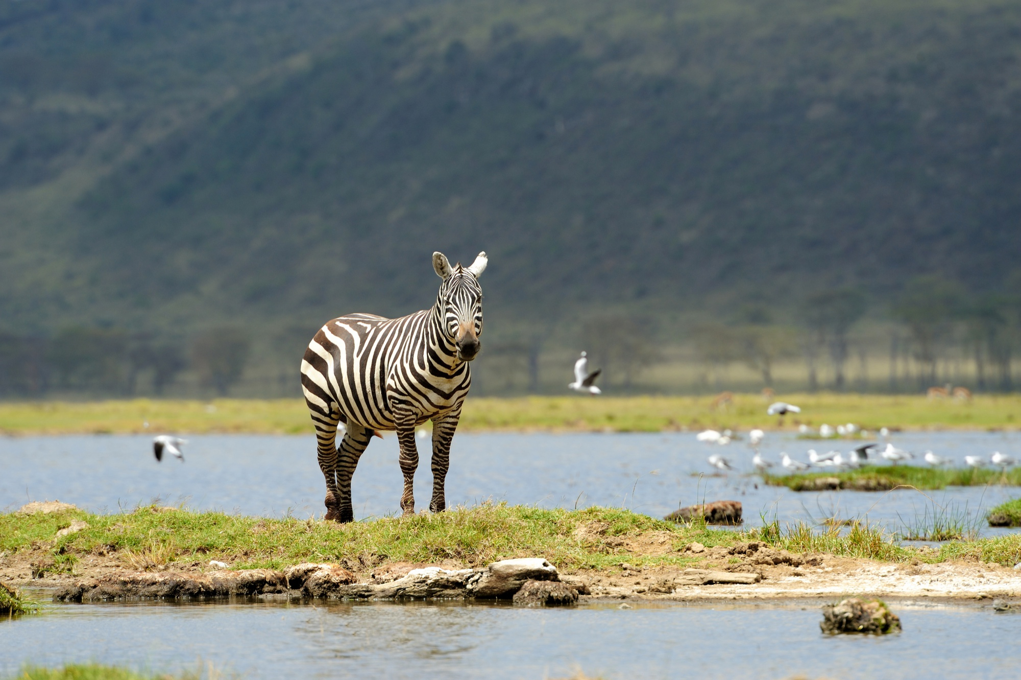 Safari Image