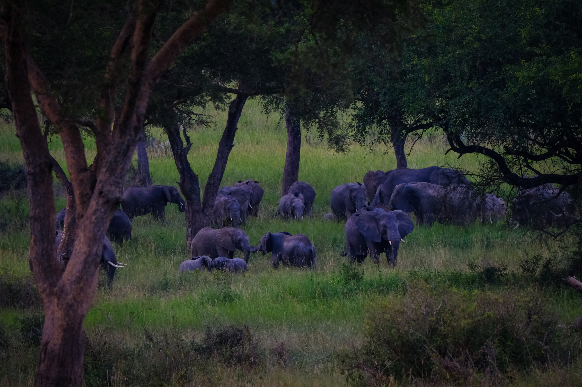 Safari Image