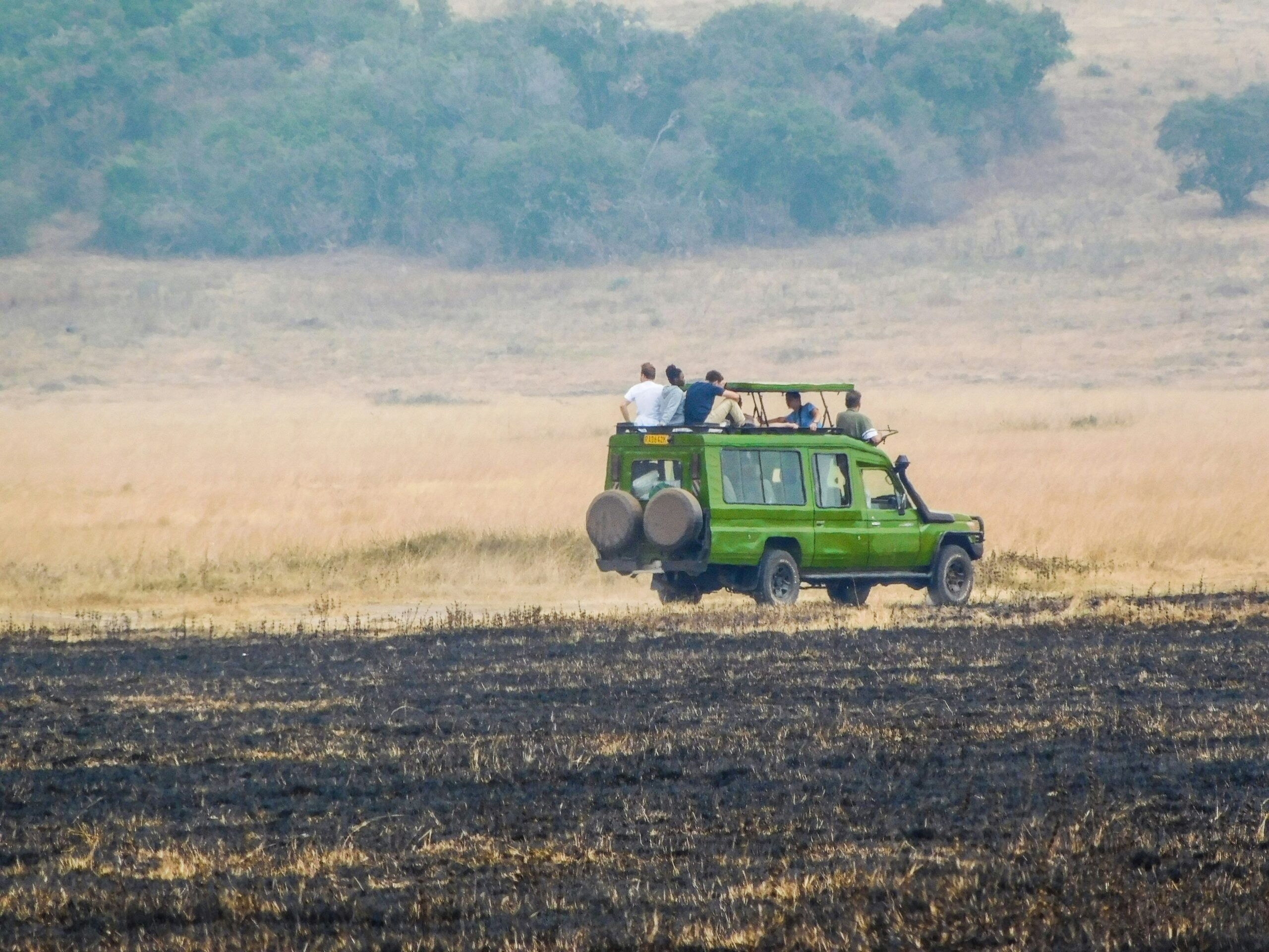 Safari Image