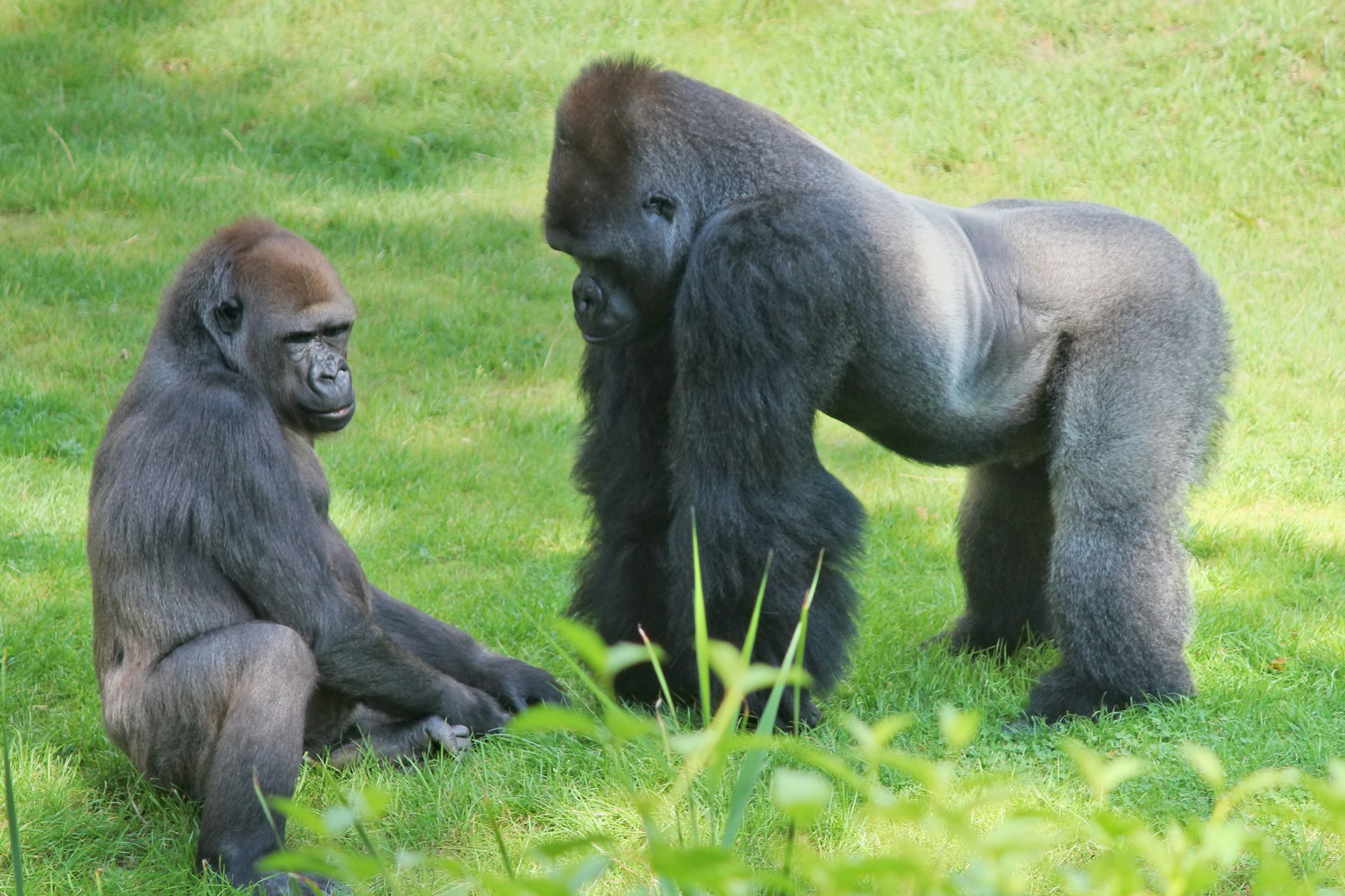 Safari Image