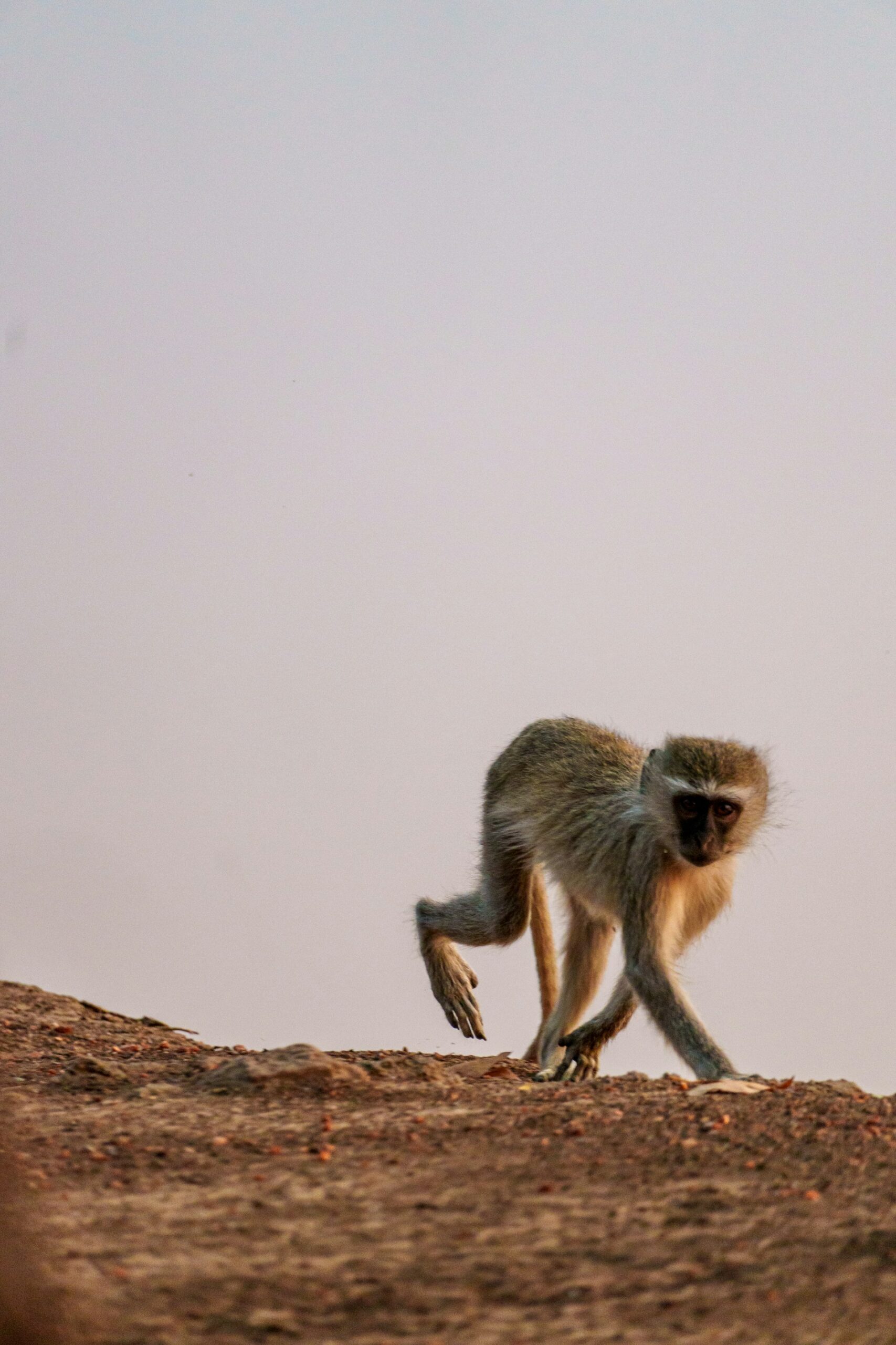 Safari Image