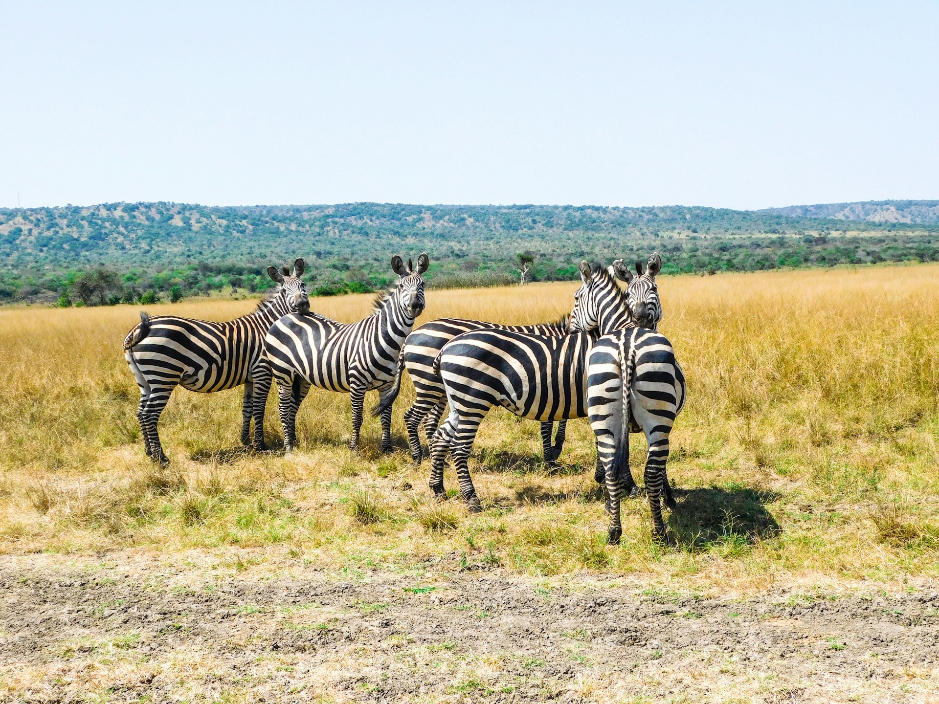 Safari Image