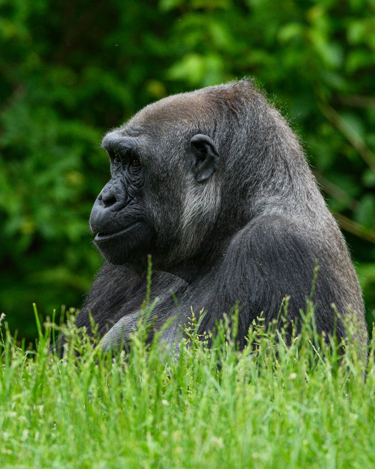 Safari Image
