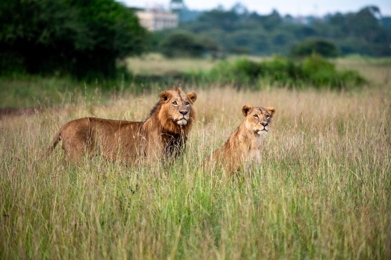 Safari Image