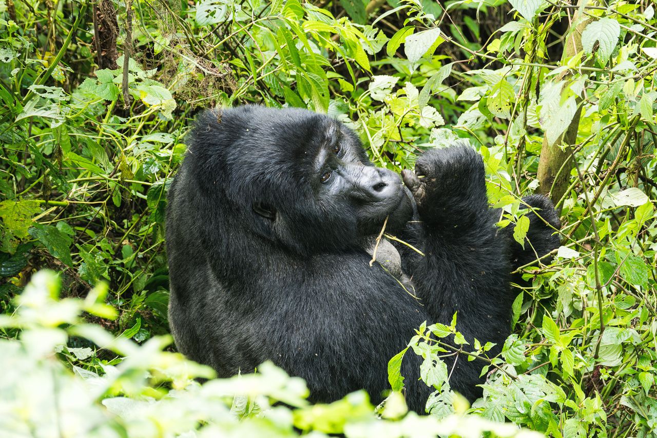 Safari Image