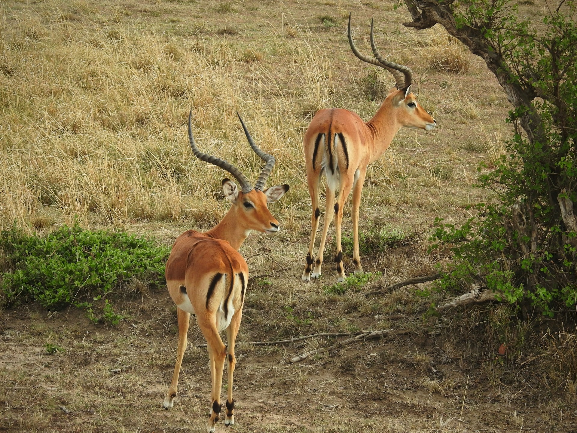 Safari Image